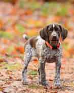 Image result for Pointer A S. Size: 146 x 185. Source: dogbreeds.wiki