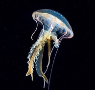 Image result for Scyphomedusae. Size: 194 x 185. Source: coldwater.science