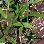 Image result for "euandaniagigantea". Size: 186 x 185. Source: plants.ces.ncsu.edu