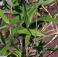 Image result for "euandaniagigantea". Size: 188 x 185. Source: plants.ces.ncsu.edu