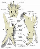 Afbeeldingsresultaten voor "thysanopoda Spinicaudata". Grootte: 151 x 185. Bron: www.researchgate.net