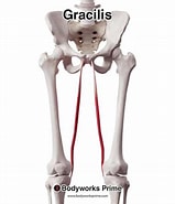 Image result for Musculus Gracilis Origo. Size: 159 x 185. Source: bodyworksprime.com