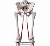 Afbeeldingsresultaten voor Musculus Gracilis Gray's Anatomy. Grootte: 198 x 185. Bron: bodyworksprime.com