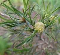 Image result for Acanthocarpus Alexandria Order. Size: 201 x 185. Source: www.inaturalist.org