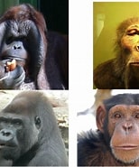 Risultato immagine per primats Regne. Dimensioni: 154 x 185. Fonte: www.slideshare.net