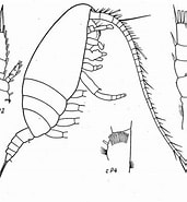 Afbeeldingsresultaten voor "monacilla Gracilis". Grootte: 171 x 185. Bron: copepodes.obs-banyuls.fr