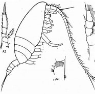 Image result for Monacilla Gracilis Orde. Size: 186 x 185. Source: copepodes.obs-banyuls.fr