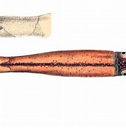 Image result for "taonius Pavo". Size: 182 x 174. Source: animalia.bio