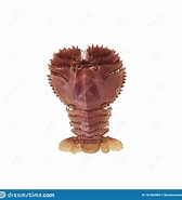 Image result for Ibacus ciliatus Order. Size: 168 x 185. Source: www.dreamstime.com