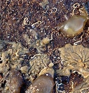 Image result for Noorse kalkkokerworm Stam. Size: 177 x 185. Source: www.naturetoday.com