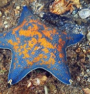 Image result for Asterinidae. Size: 176 x 185. Source: animalworld.tumblr.com