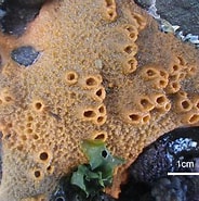 Afbeeldingsresultaten voor Hymeniacidon sinapium. Grootte: 184 x 185. Bron: marine-fauna.wixsite.com
