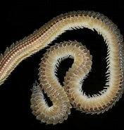 Image result for "phyllodoce Lineata". Size: 176 x 185. Source: www.aphotomarine.com