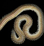 Afbeeldingsresultaten voor Phyllodoce lineata. Grootte: 178 x 185. Bron: www.aphotomarine.com