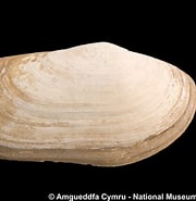 Bildergebnis für "lutraria Angustior". Größe: 180 x 185. Quelle: naturalhistory.museumwales.ac.uk