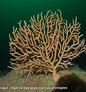 Image result for Eunicella verrucosa Order. Size: 174 x 185. Source: inpn.mnhn.fr