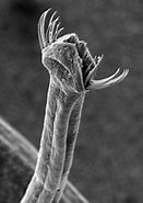 Image result for "sagitta Neodecipiens". Size: 131 x 185. Source: earthlife.net
