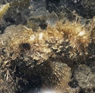 Image result for Scorpaenoidei. Size: 189 x 185. Source: www.inaturalist.org