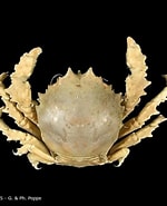 Afbeeldingsresultaten voor "stimdromia Angulata". Grootte: 150 x 185. Bron: www.crustaceology.com