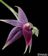 Image result for "bdelloura Propinqua". Size: 158 x 185. Source: www.orchidroots.com