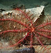 Image result for Antedonidae. Size: 176 x 185. Source: alchetron.com