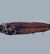 Afbeeldingsresultaten voor PLATYTROCTIDAE. Grootte: 174 x 185. Bron: fishesofaustralia.net.au