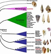 Image result for Neogastropoda. Size: 176 x 185. Source: www.researchgate.net