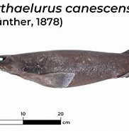 Image result for Bythaelurus canescens Diet. Size: 182 x 174. Source: shark-references.com