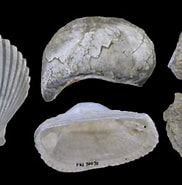 Image result for Pteriomorphia Mollusca. Size: 182 x 174. Source: www.digitalatlasofancientlife.org
