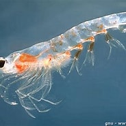 Image result for "euphausia Diomedeae". Size: 184 x 185. Source: www.aquaportail.com