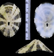 Afbeeldingsresultaten voor Diodora italica Genus. Grootte: 176 x 185. Bron: bishogai.com