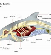 Image result for Hoeveel Botten heeft een Dolfijn. Size: 172 x 185. Source: www.pinterest.ca