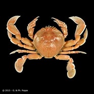 Image result for Izanami curtispina. Size: 185 x 185. Source: www.crustaceology.com