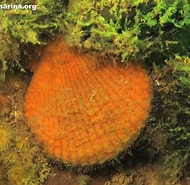 Afbeeldingsresultaten voor "bubaris Vermiculata". Grootte: 190 x 185. Bron: www.biologiamarina.org
