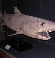 Afbeeldingsresultaten voor "odontaspis Noronhai". Grootte: 177 x 185. Bron: www.sharkwater.com