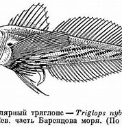 Afbeeldingsresultaten voor Triglops nybelini Superklasse. Grootte: 178 x 171. Bron: fishbiosystem.ru