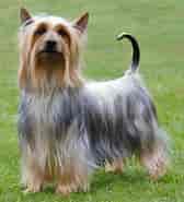 Billedresultat for Australian Silky Terrier Til Adoption. størrelse: 168 x 185. Kilde: www.k9rl.com