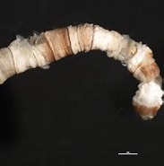 Afbeeldingsresultaten voor Praxillella praetermissa Familie. Grootte: 183 x 159. Bron: v3.boldsystems.org