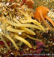 Image result for "polymastia Agglutinans". Size: 176 x 185. Source: www.mer-littoral.org