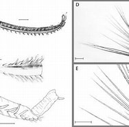 Afbeeldingsresultaten voor "orphelinat Cylindricaudata". Grootte: 188 x 185. Bron: www.researchgate.net