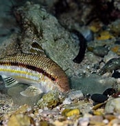 Image result for Mullus. Size: 175 x 185. Source: biodiversitycyprus.blogspot.com