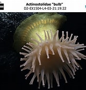 Bildresultat för Actinostolidae. Storlek: 176 x 185. Källa: www.ncei.noaa.gov