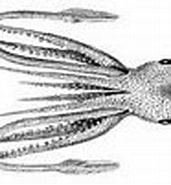 Image result for Cycloteuthis. Size: 171 x 95. Source: tolweb.org