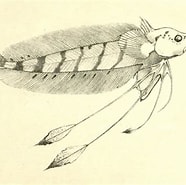 Afbeeldingsresultaten voor "erethmophorus Kleinenberg". Grootte: 186 x 185. Bron: fishillust.com