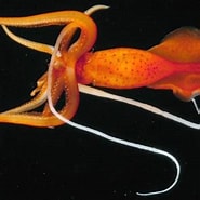 Image result for Mastigoteuthis grimaldii. Size: 185 x 185. Source: alchetron.com