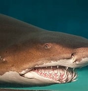 Image result for Zandtijgerhaai. Size: 178 x 185. Source: www.aquariumofpacific.org
