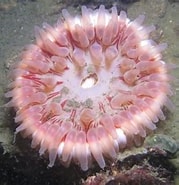 Afbeeldingsresultaten voor zeedahlia Habitat. Grootte: 179 x 185. Bron: duikplaats.net