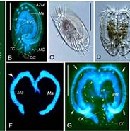 Image result for "euplotes Vannus". Size: 184 x 179. Source: www.researchgate.net