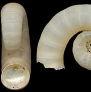 Image result for Spirulidae. Size: 182 x 176. Source: www.idscaro.net