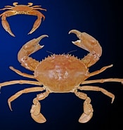 Afbeeldingsresultaten voor Scylla serrata Genus. Grootte: 175 x 185. Bron: www.crustaceology.com